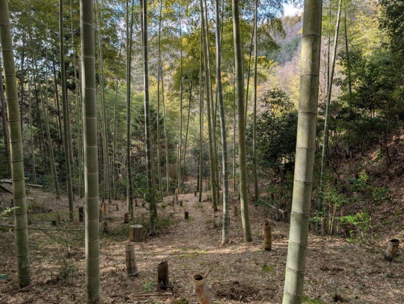 整備された竹林