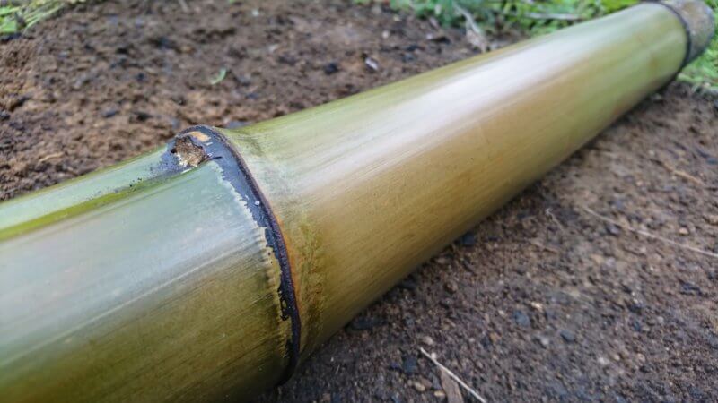 油抜き後の竹